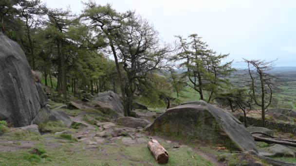 山顶区国家公园 的松林 — 图库视频影像