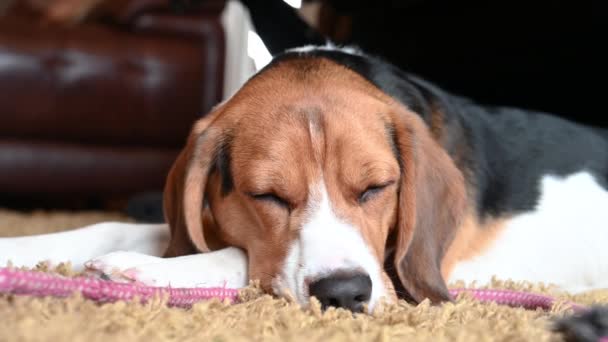 Egy Trikolor Beagle Fekszik Szőnyegen — Stock videók