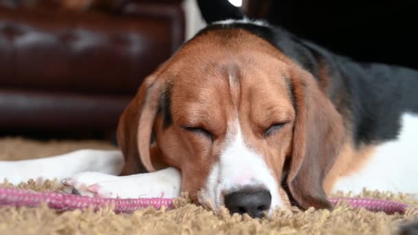Jeden Trójkolorowy Beagle Leżący Dywanie — Wideo stockowe