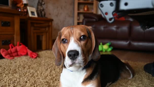 Een Driekleurige Beagle Liggend Een Tapijt — Stockvideo