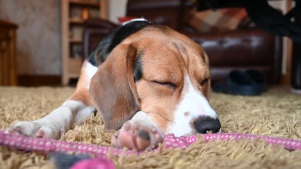 Solo Tricolor Beagle Acostado Una Alfombra — Vídeos de Stock