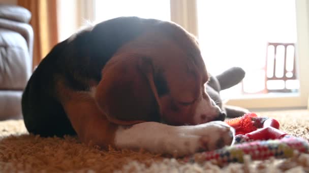 Een Enkele Tricolor Beagle Spelen Met Een Speeltje Binnen — Stockvideo