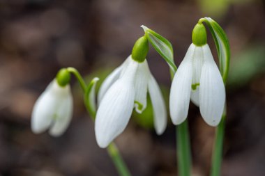 Uzun ömürlü bir otçul olan Kardamlası, sığ bir tarla derinliği olan doğal bir orman ortamında uyanır..