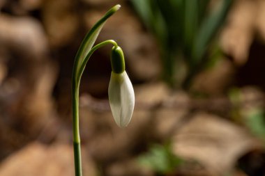 Uzun ömürlü bir otçul olan Kardamlası, sığ bir tarla derinliği olan doğal bir orman ortamında uyanır..