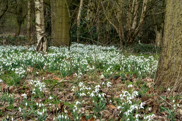 Tapete Perene Herbácea Snowdrop Despertando Cenário Natural Floresta Com Uma — Fotografia de Stock