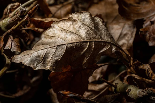 Коричневе Гниле Осіннє Листя Жирами Текстурою Природних Лісах — стокове фото