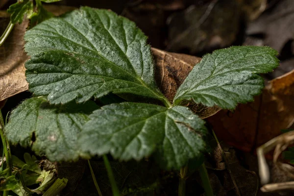 天然林地中的一般绿叶和褐叶植被的高分辨率特写 — 图库照片