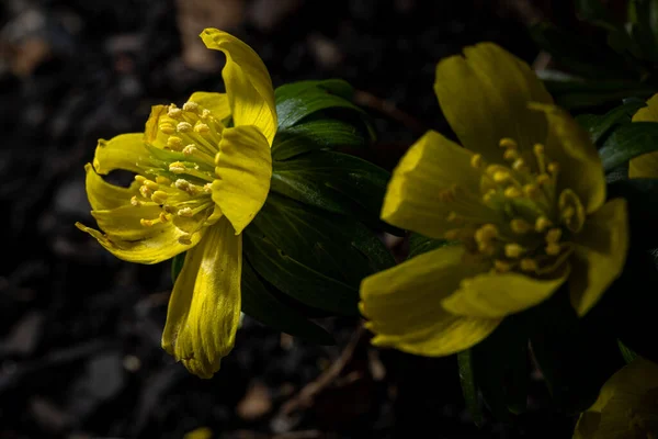 Sárga Csésze Alakú Virágok Egy Eranthis Hyemalis Téli Aconite Természetes — Stock Fotó