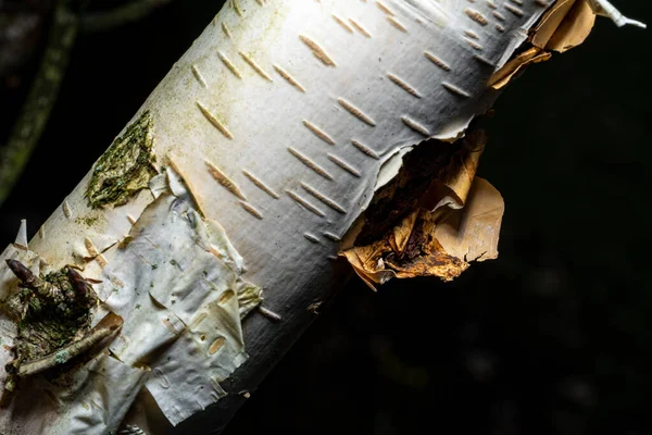 Серебряная Береза Betula Pendula Silver Birch Tree Peeling Natural Woodland — стоковое фото