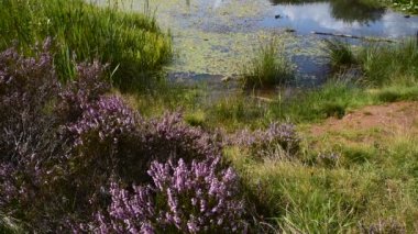 İngiltere kırlarında yaz boyunca rüzgârda esen mor funda..