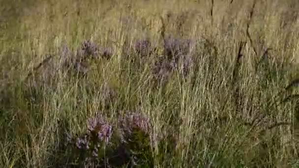 Пурпурный Вереск Дует Ветру Летом Британском Болоте — стоковое видео