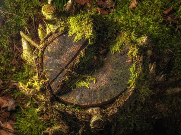 Fantasia Vibrante Verde Mal Humorado Encantado Etéreo Árvores Florestais Reino — Fotografia de Stock