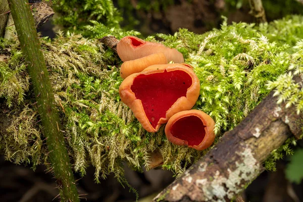 Sarcoscypha Austriaca Hongo Elfo Escarlata Bosque Invierno — Foto de Stock
