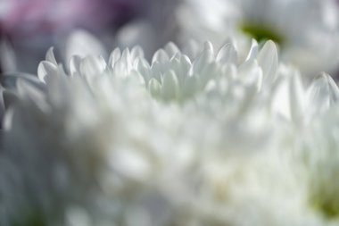 Beyaz Aster çiçekleri sığ bir tarla derinliğinde çiçek açar..