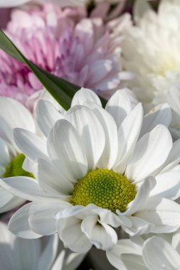 Beyaz bir Gerbera çiçeği, sığ bir tarla derinliğinde, doğal bir bahçede çiçek açıyor..