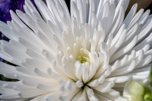 Weiße Aster Blüht Geringer Schärfentiefe — Stockfoto