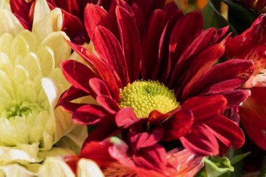 Kırmızı bir Gerbera çiçeği sığ bir tarla derinliğinde doğal bir bahçede çiçek açıyor..