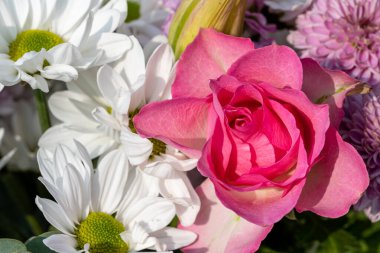 Pembe ve beyaz çiçekler, sığ bir tarla derinliğinde, doğal bir bahçe ortamında çiçek açar..