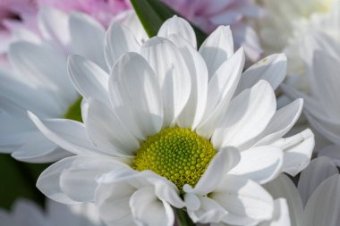 Beyaz bir Gerbera çiçeği, sığ bir tarla derinliğinde, doğal bir bahçede çiçek açıyor..