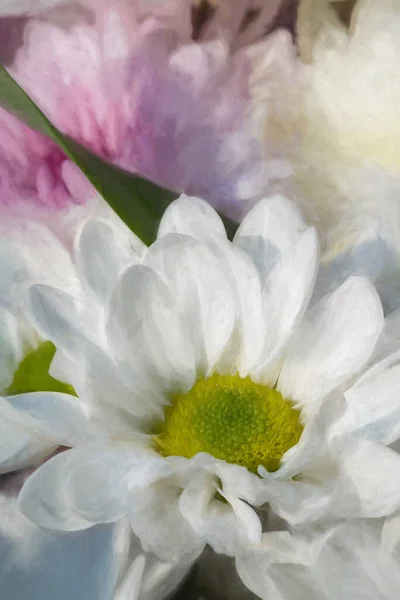 Peinture Numérique Gerbera Blanche Fleurs Dans Jardin Naturel Avec Peu — Photo