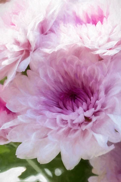 Цифровая Живопись Розовых Цветов Aster Расцвете Неглубокой Глубиной Резкости — стоковое фото
