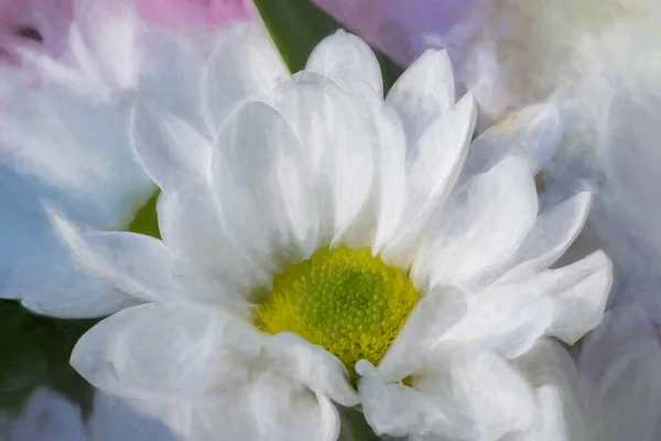 Peinture Numérique Gerbera Blanche Fleurs Dans Jardin Naturel Avec Peu — Photo