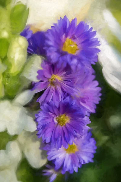 Digital Painting Violet Purple Aster Flowers Starting Bloom Shallow Depth — Stock Photo, Image