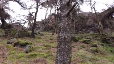Çam ağaçları ve kayalar. Staffordshire, İngiltere 'deki Peak District Ulusal Parkı' ndaki Hamamböcekleri 'nde 4K drone görüntüleri..
