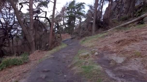 松树林地和岩石 英国斯塔福德郡山顶地区国家公园的蟑螂号的4K无人驾驶飞机镜头 — 图库视频影像