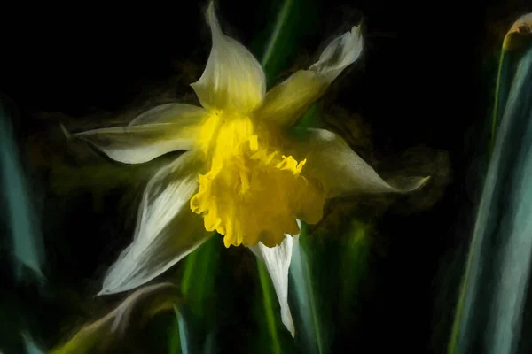 High Resolution Digital Abstract Oil Painting Beautiful Single Yellow Daffodil — Stock Photo, Image