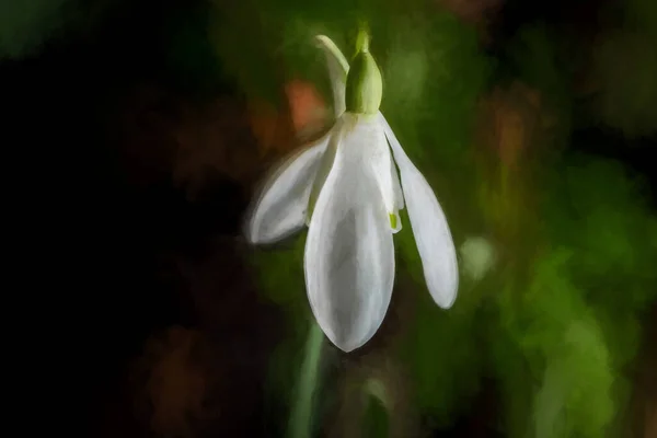 Pintura Óleo Abstracta Digital Una Herbácea Perenne Snowdrop Despertar Entorno — Foto de Stock