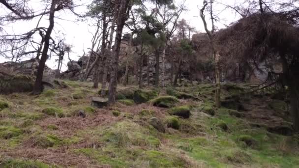 Çam Ağaçları Kayalar Ariel Insansız Hava Aracı Görüntüleri Peak District — Stok video