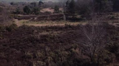 4k Ariel köpek gezdiricilerinin Stoke-on-Trent, Staffordshire, İngiltere 'deki Park Hall Country Park' taki görüntüleri. Tipik bir İngiliz manzarası..
