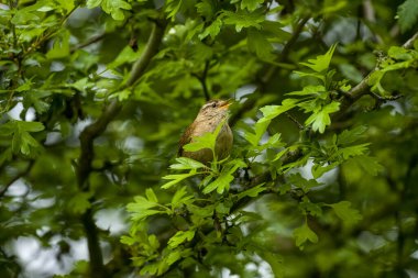 Yoldan geçen tek bir serçe, İngiltere 'de bir levrek üzerinde Passer domesticus.