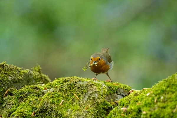 Europese Roodborst Erithacus Rubecula Een Natuurlijk Bosgebied Het Verenigd Koninkrijk — Stockfoto