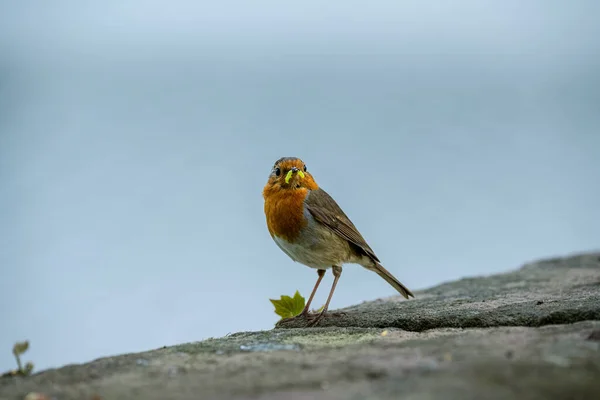 Merle Europe Erithacus Rubecula Dans Habitat Forestier Naturel Royaume Uni — Photo