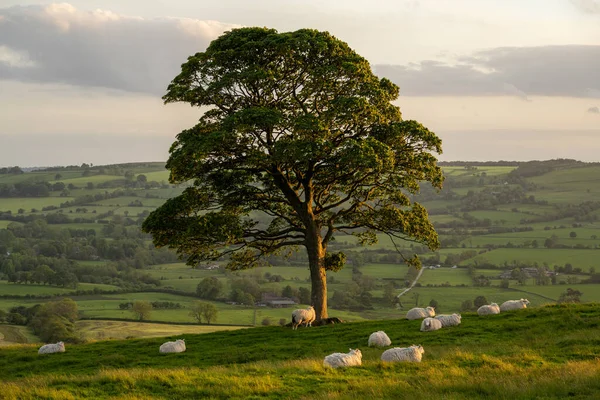 İngiltere 'nin Staffordshire, Peak District Ulusal Parkı' ndaki hamamböcekleri günbatımında kuzuların ve koyunların tek başına bir ağacın etrafında otladığı kırsal bir manzara.