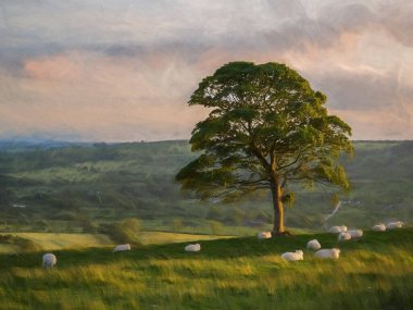 Günbatımında Staffordshire 'daki Peak District Ulusal Parkı' nda hamamböcekleri 'nin etrafında otlayan kuzuların ve koyunların dijital tablosu.