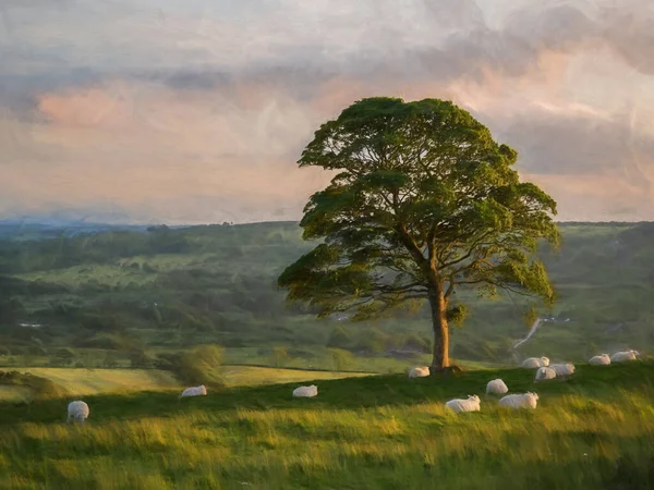 Günbatımında Staffordshire 'daki Peak District Ulusal Parkı' nda hamamböcekleri 'nin etrafında otlayan kuzuların ve koyunların dijital tablosu.