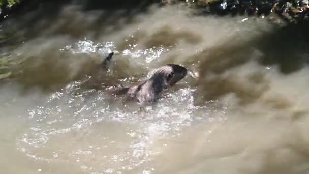 Twee Otters Lutra Lutra Zwemmen Spelen Vechten Een Rivieroever Met — Stockvideo