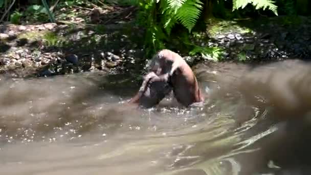 Duas Lontras Lutra Lutra Natação Jogar Luta Uma Margem Rio — Vídeo de Stock