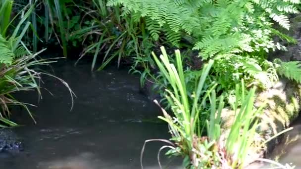 Два Оттери Lutra Lutra Плавають Ються Березі Річки Чистою Водою — стокове відео