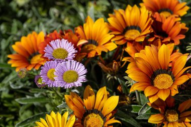 Afrikalı Daisy, ya da hazine çiçekleri. Açık sarı ve turuncu Gazania rijenleri Asteraceae familyasının bitki örtüsü yaz boyunca çiçek açar..