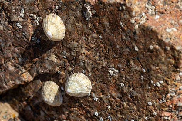 Limpets Caracoles Marinos Acuáticos Pegados Una Roca Costa Del Reino —  Fotos de Stock