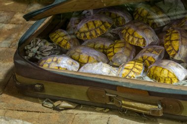 A battered suitcase full of Tortoise shells being smuggled out of the country. Animal smuggling concept. clipart
