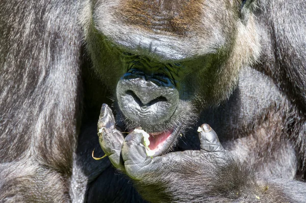 A captive Western lowland gorilla at Jersey zoo. Native to Central, and Western Africa.