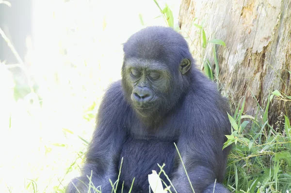 A captive Western lowland gorilla at Jersey zoo. Native to Central, and Western Africa.