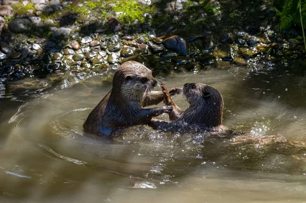 Two Asian Small Clawed Otters Lutra Lutra Swimming Play Fighting — Stockfoto