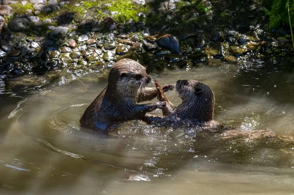 Two Asian Small Clawed Otters Lutra Lutra Swimming Play Fighting — Foto Stock