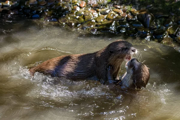 Two Asian Small Clawed Otters Lutra Lutra Swimming Play Fighting — Photo